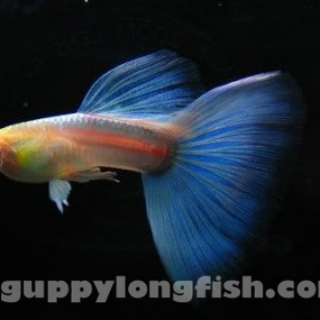 Hoàng Quân (Echinodorus Martii Major)