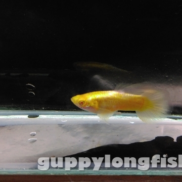 Hoàng Quân (Echinodorus Martii Major)