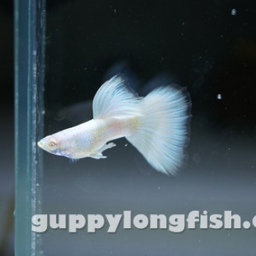 Hoàng Quân (Echinodorus Martii Major)