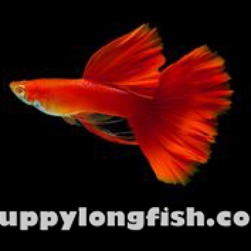 Hoàng Quân (Echinodorus Martii Major)