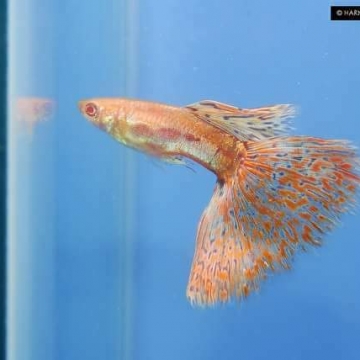 Hoàng Quân (Echinodorus Martii Major)