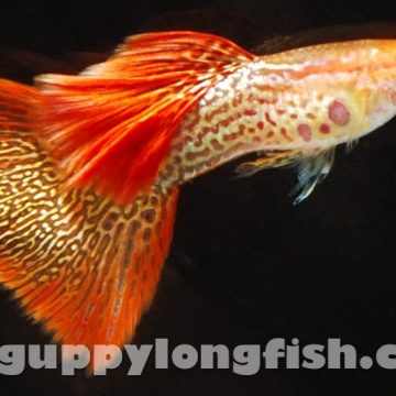 Hoàng Quân (Echinodorus Martii Major)