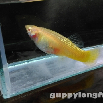Hoàng Quân (Echinodorus Martii Major)