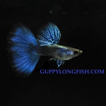 Hoàng Quân (Echinodorus Martii Major)