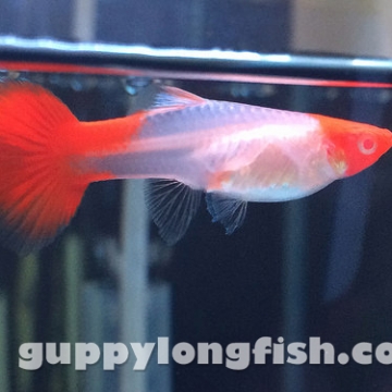 Hoàng Quân (Echinodorus Martii Major)