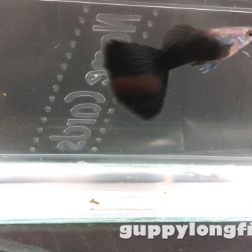 Hoàng Quân (Echinodorus Martii Major)