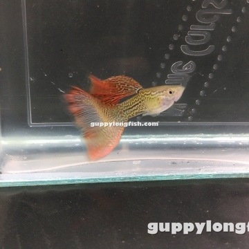 Hoàng Quân (Echinodorus Martii Major)