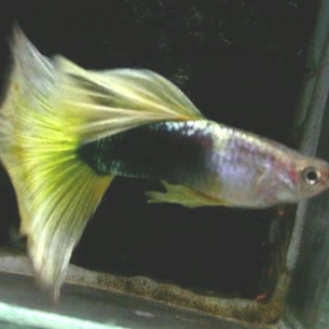 Hoàng Quân (Echinodorus Martii Major)